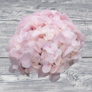 Hydrangea-Tinted-Pink-300x300.jpg
