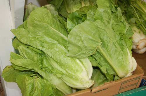 PHOTO by Spyros Peter Goudas in Goudas Recipes ROMAINE LETTUCE SALAD  It is very simple to make a Romaine Lettuce Salad provided you follow these instructions.  The ingredients are: Romaine Lettuce, Green Onion, Dill, Salt, Vinegar, Extra Virgin Olive Oil, Croutons and Feta Cheese (both optional).  Open all the leaves of the lettuce and wash thoroughly, one by one, to remove any soil residue.