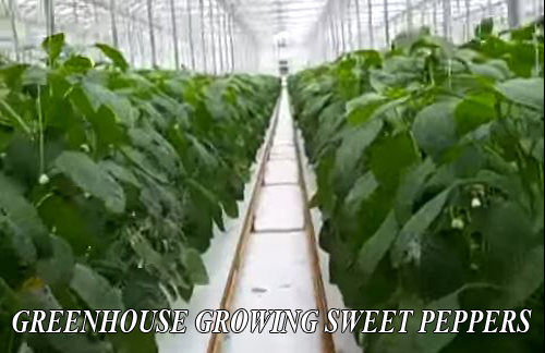 FLYERMALL - GREENHOUSE GROWING (SWEET PEPPERS)